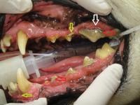 How To Get Rid Of Gingivitisin Dogs How To Get Rid Of Gingivitisin Dogs