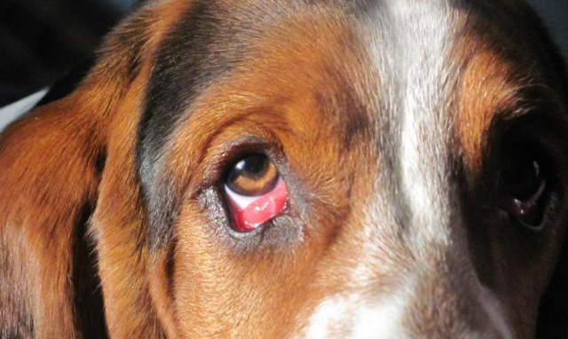 My Dogs Eye Is Bloodshot And Weeping My Dogs Eye Is Bloodshot And Weeping