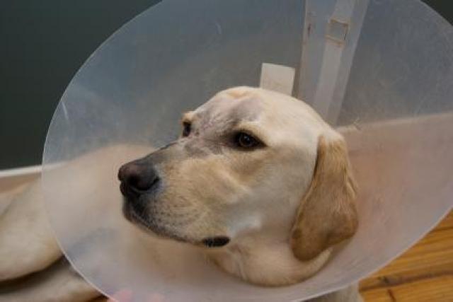 Demodex Mange in Dogs - natural treatment and diet