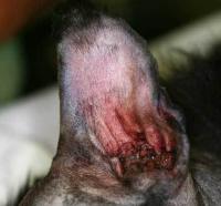 Blood Blister On Outside Of Dog S Ear Blood Blister On Outside Of Dog S Ear