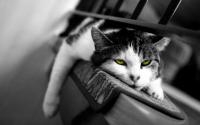 Gay sesso gatto