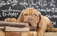 educare il cane