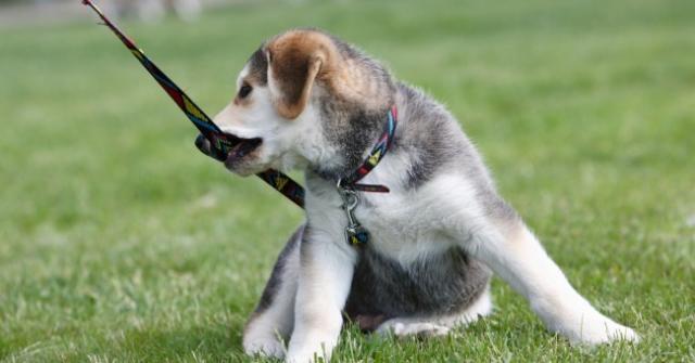 cane nervoso