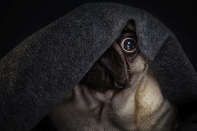 Il Cane Ha Paura Alcuni Consigli Mondopetsit