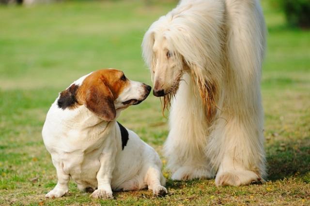 Perchè Il Mio Cane Ha Paura Di Altri Cani Mondopetsit