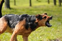 cane aggressivo perchè ha paura
