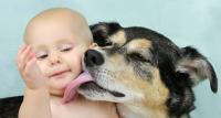 cane lecca bambino