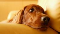 cane non viene