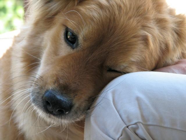 Foto Benefici del Cane sull'Uomo