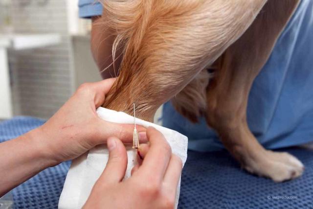 parassiti comuni nei cani giovani