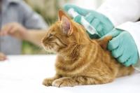 vaccinazione del gatto