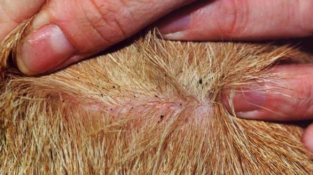 Quello che può fare male nella parte lasciata su una vita
