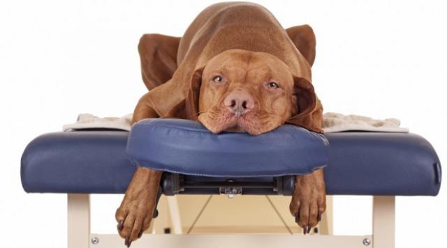 massaggio per il cane
