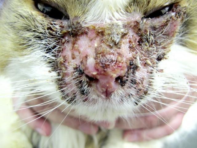 dermatite allergica gatto