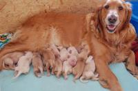 cane allatta i suoi cuccioli