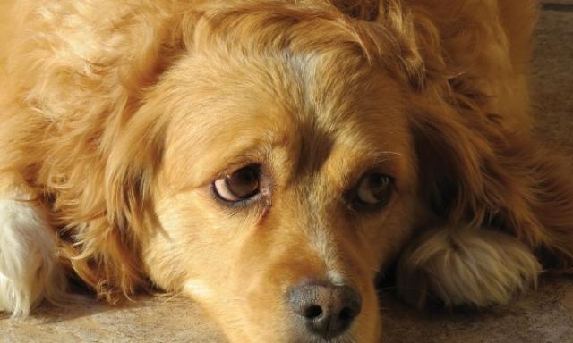 Cosa Fare In Caso Di Diarrea Nei Cani Mondopetsit