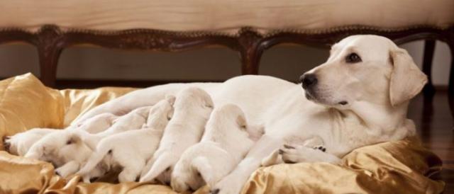 Come far abortire il Cane | Mondopets.it