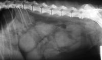 radiografia piometra cane