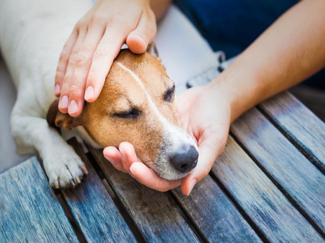 Il Mio Cane Ha Il Singhiozzo Cosa Fare Mondopetsit