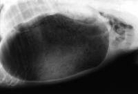 radiografia gdv cane