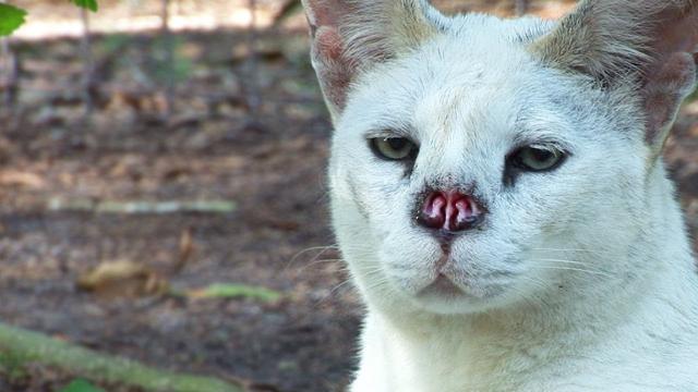 tumore naso gatto