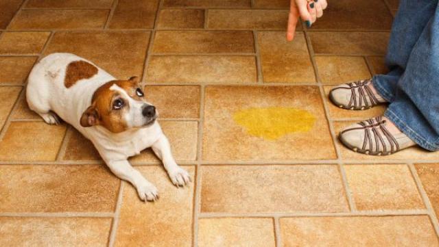 Schizzare il cane