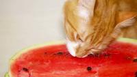 gatto mangia anguria