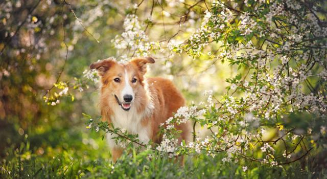 cane e omeopatia