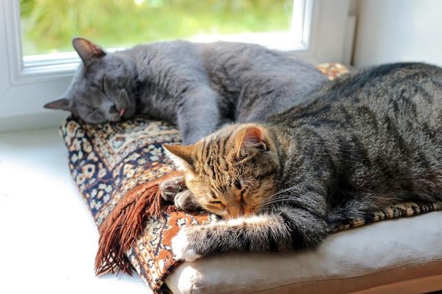 I Gatti Sognano Quando Dormono Mondopetsit