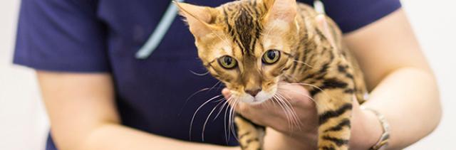 gatto pulizia dentale