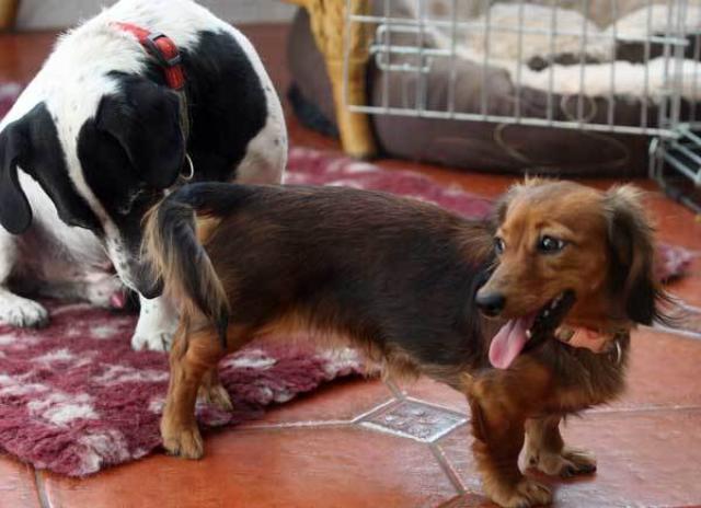 calore nel cane