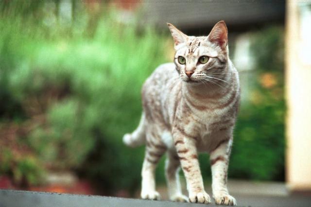 Falsa Gravidanza Nei Gatti Mondopetsit