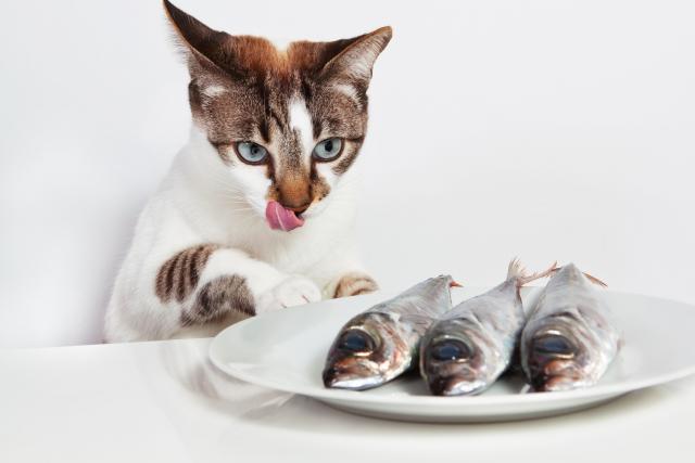 Il Gatto Può Mangiare Pesce Mondopetsit