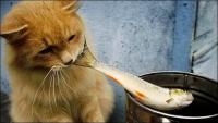 gatto mangia pesce