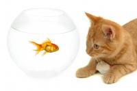 gatto e pesce