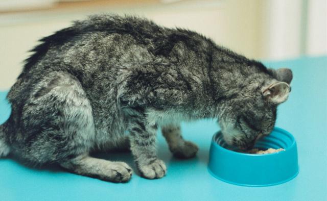 ipertiroidismo nel gatto