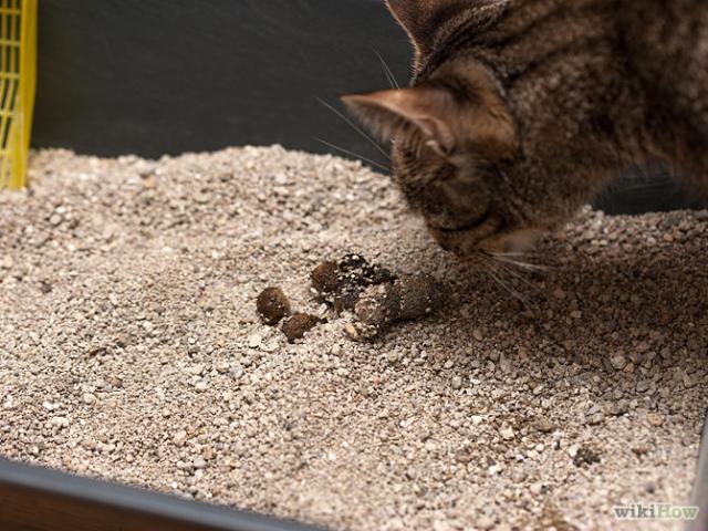i gatti possono dare ai vermi umani