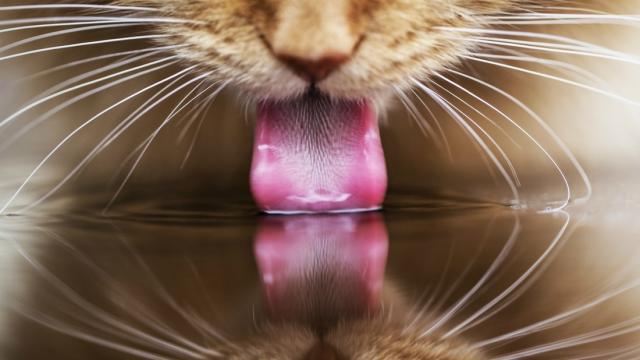 gatto beve