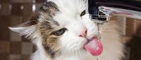 gatto beve dal lavantino