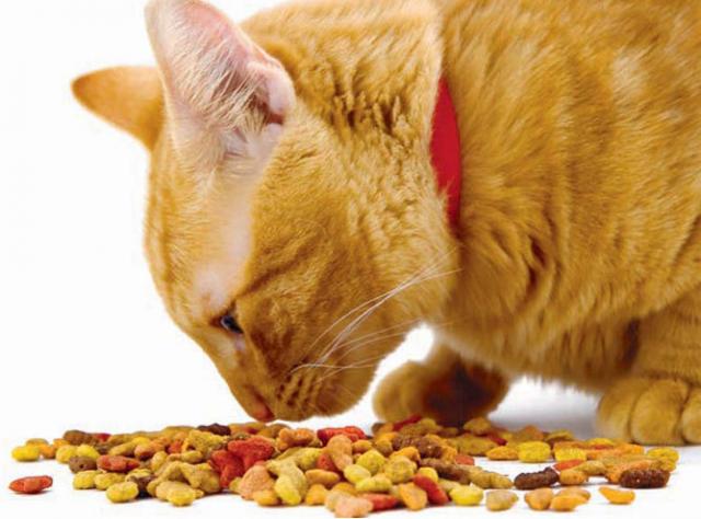 Gatti E Cibo Secco Meglio Evitare Mondopetsit