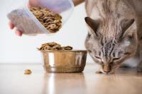 gatto alimentazione