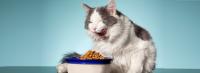 gatto mangia cibo secco