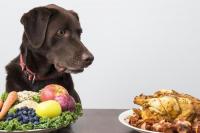 alimentazione e cane