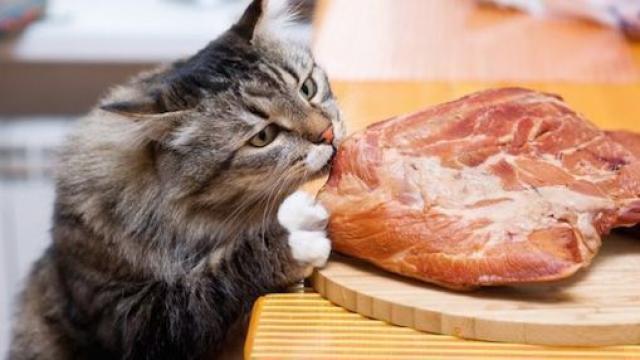 Il Gatto Può Mangiare Carne Di Maiale Mondopetsit