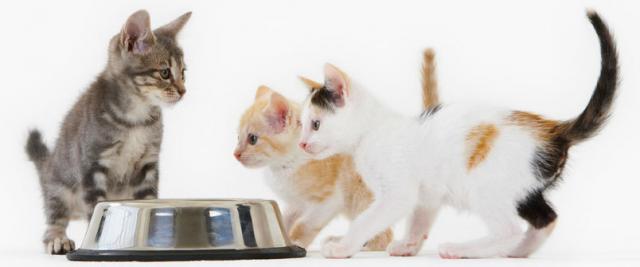 Il Gatto Può Mangiare Carne Di Maiale Mondopetsit