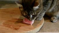 gatto mangia carne di maiale