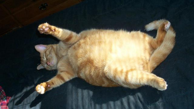 addome gonfio gatto