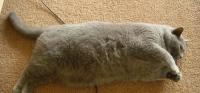 gatto obeso