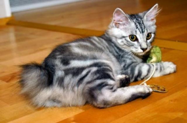 Il Gatto Vomita Cause E Cure Mondopetsit