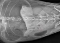 radiografia stomaco gonfio coniglio